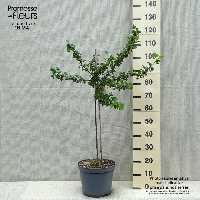 Uva-spina Invicta Vaso da 7,5L/10L, Vaso impalcato basso esemplare consegnato in primavera