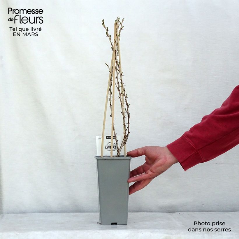 Uva-spina Lady Sun Vaso da 1L/1,5L, A cespuglio esemplare consegnato in inverno