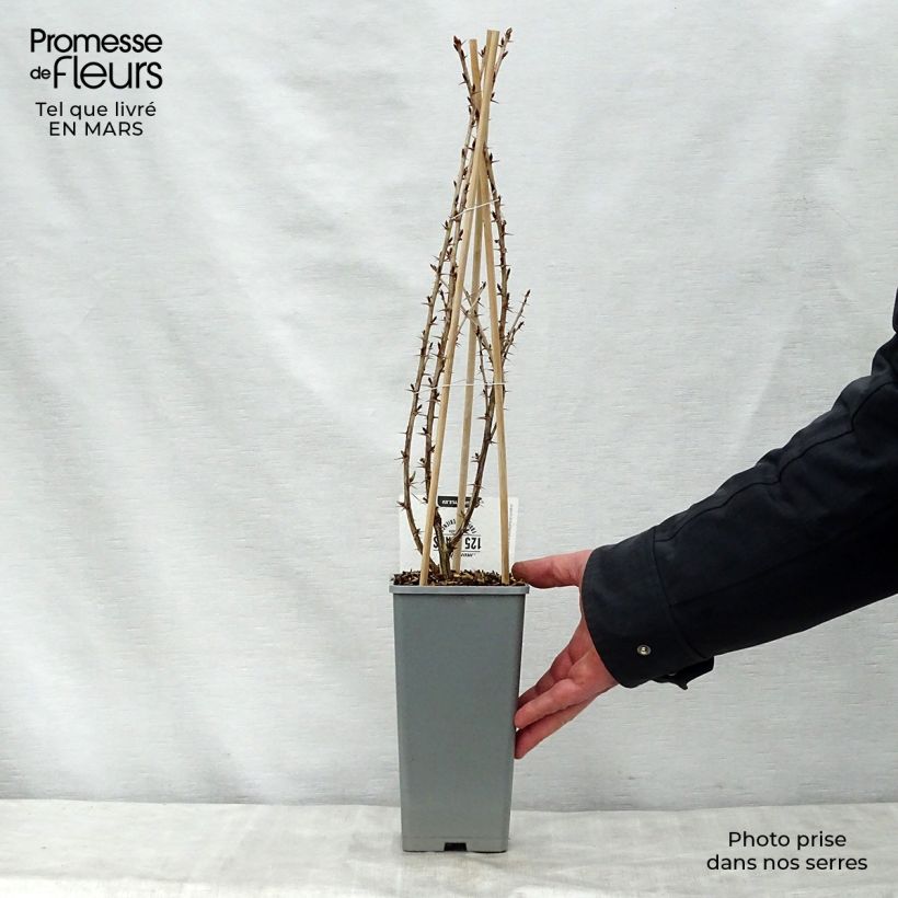 Uva-spina Captivator Vaso da 1,5L/2L, A cespuglio esemplare consegnato in primavera