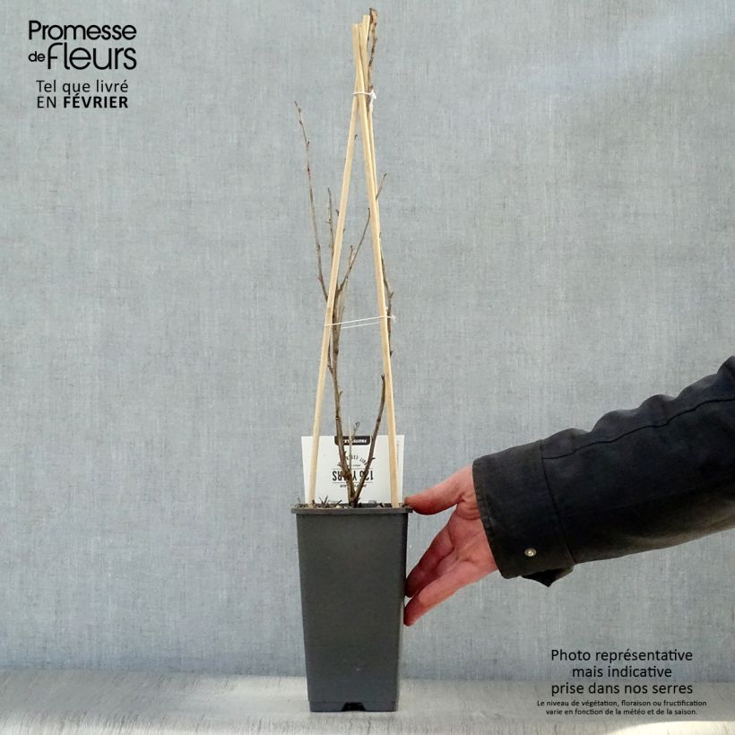 Uva-spina Captivator Vaso da 1,5L/2L, A cespuglio esemplare consegnato in inverno