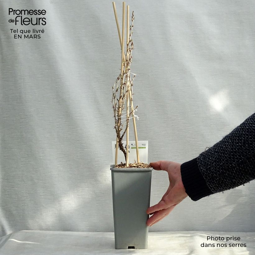 Uva-spina Hinnönmaki Röd Vaso da 1,5L/2L, A cespuglio esemplare consegnato in inverno