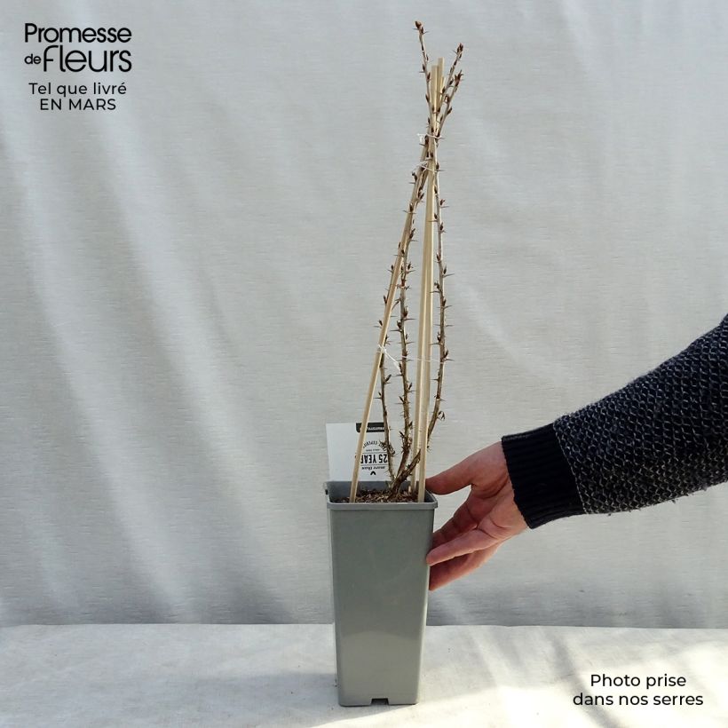 Uva-spina Hinnonmäki Grün Vaso da 1,5L/2L, A cespuglio esemplare consegnato in primavera