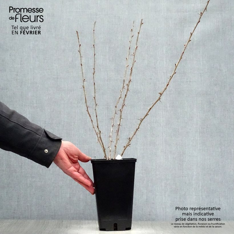 Uva-spina Worcesterberry Vaso da 2L/3L esemplare consegnato in inverno