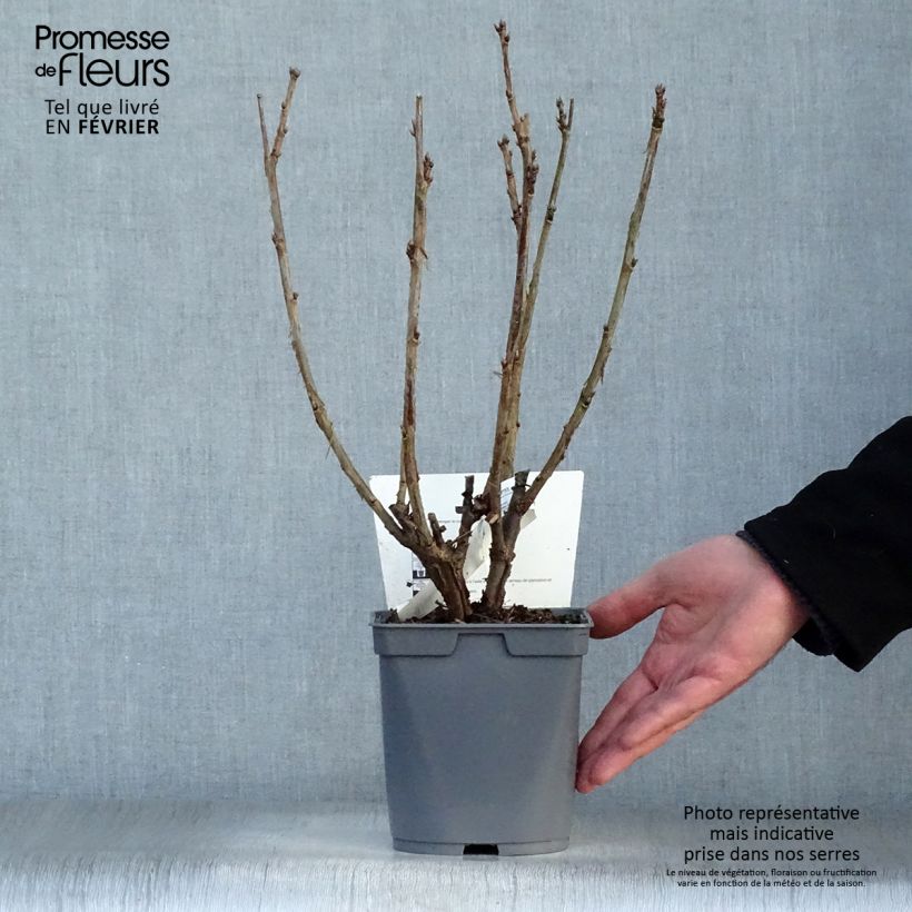 Ribes rosso Agate Rosso mactor Vaso da 2L/3L, A cespuglio esemplare consegnato in inverno