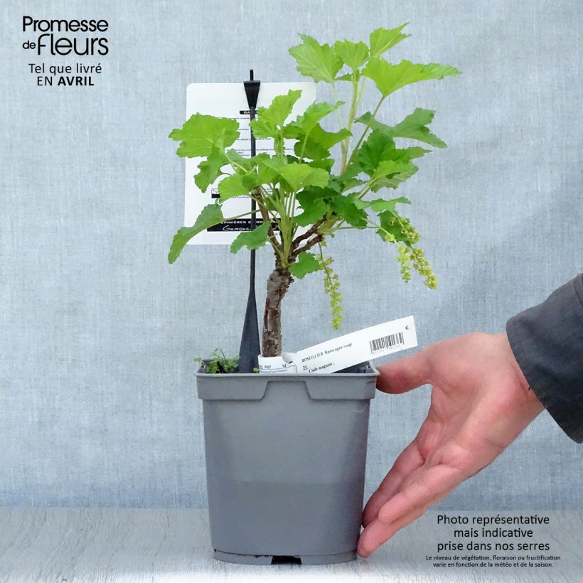 Ribes rosso Agate Rosso mactor Vaso da 2L/3L, A cespuglio esemplare consegnato in primavera