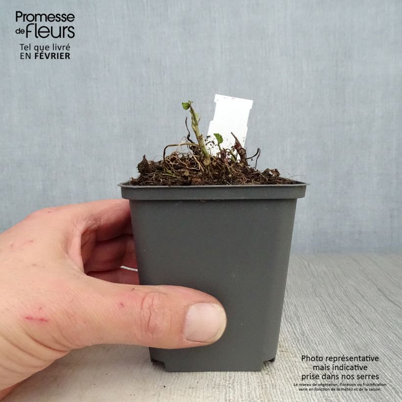 Althaea officinalis - Altea comune Vasetto da 8/9 cm esemplare consegnato in inverno