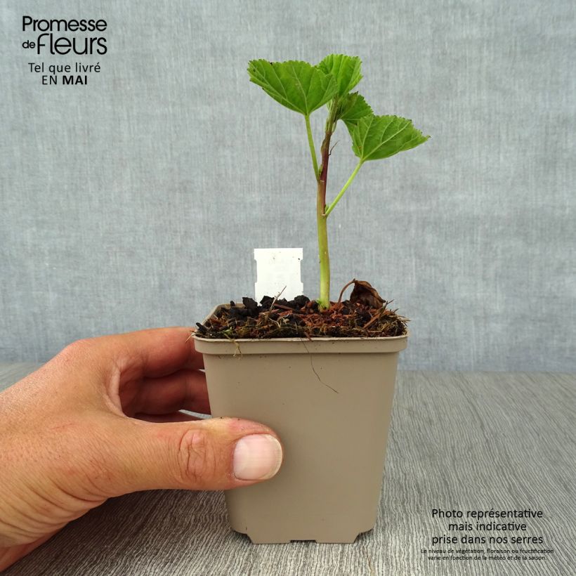 Althaea officinalis - Altea comune Vasetto da 8/9 cm esemplare consegnato in primavera