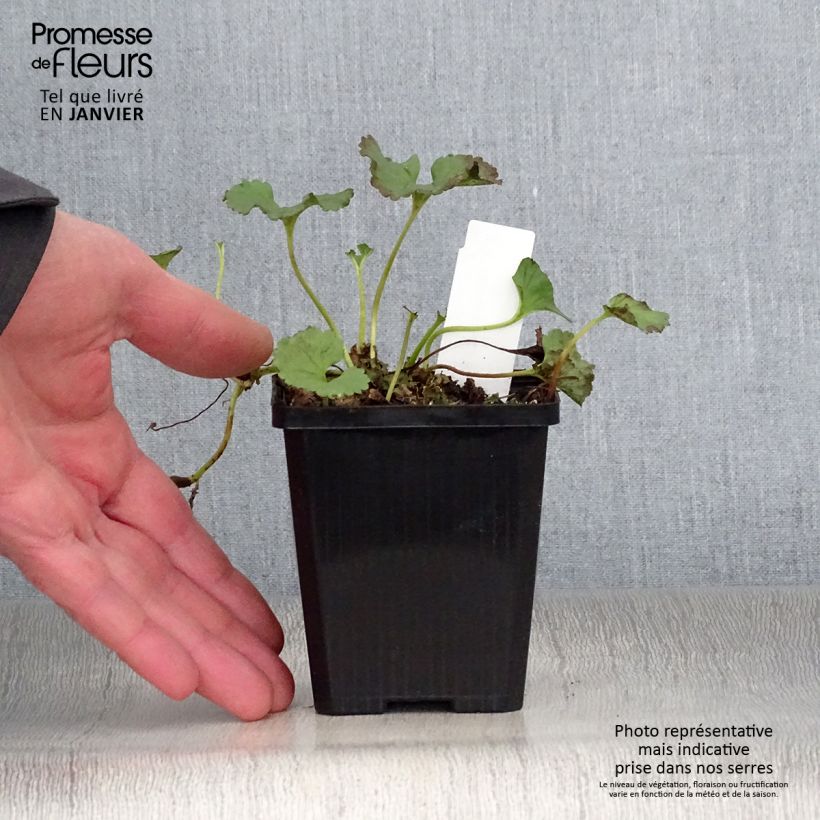 Gunnera magellanica Vasetto da 8/9 cm esemplare consegnato in inverno