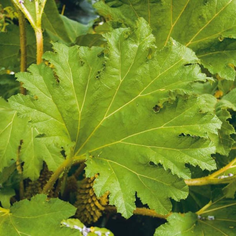 Gunnera manicata - Rabarbaro gigante del Brasile (Fogliame)