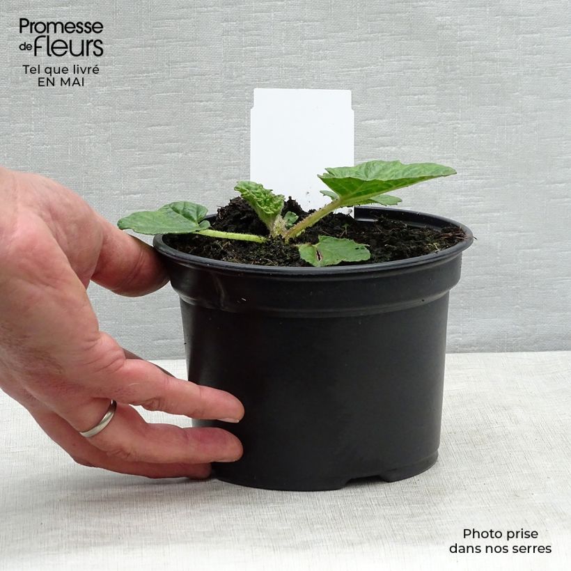 Gunnera manicata - Rabarbaro gigante del Brasile Vaso da 3L/4L esemplare consegnato in primavera