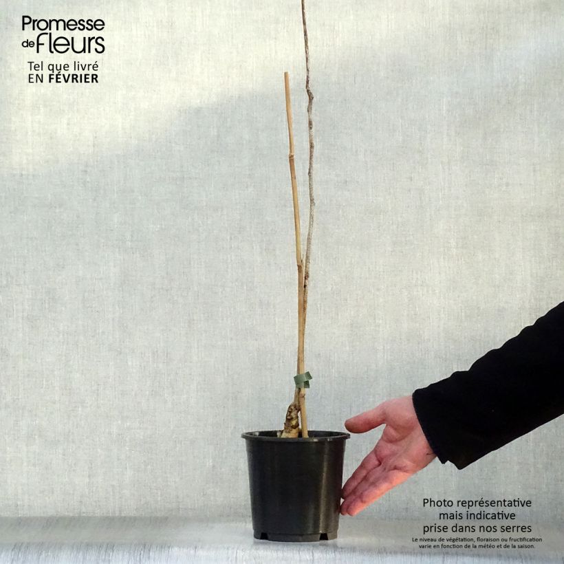 Gymnocladus dioica - Albero del Caffè Vaso da 3L/4L esemplare consegnato in inverno