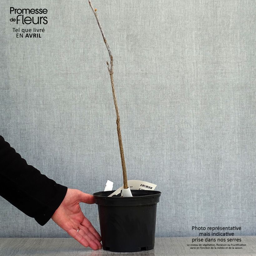 Gymnocladus dioica - Albero del Caffè Vaso da 3L/4L esemplare consegnato in primavera