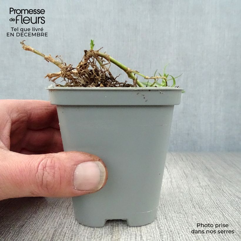 Gypsophila paniculata Rosenschleier Vasetto da 8/9 cm esemplare consegnato in inverno