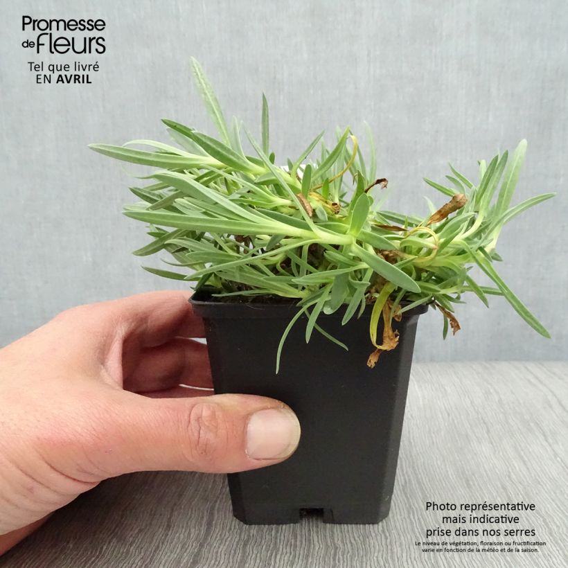 Gypsophila paniculata Rosenschleier Vasetto da 8/9 cm esemplare consegnato in primavera