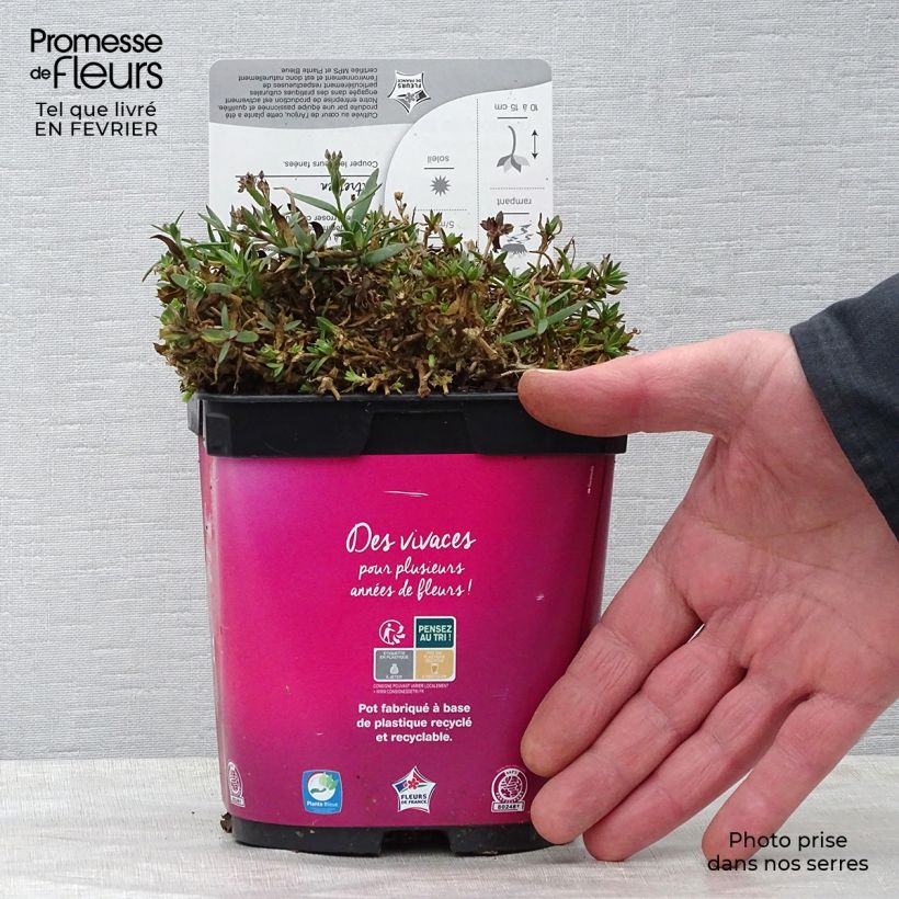 Gypsophila paniculata Rosenschleier Vaso da 2L/3L esemplare consegnato in inverno