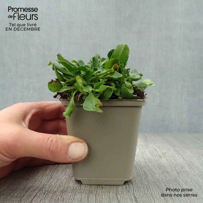 Gypsophila cerastioides Vasetto da 8/9 cm esemplare consegnato in inverno