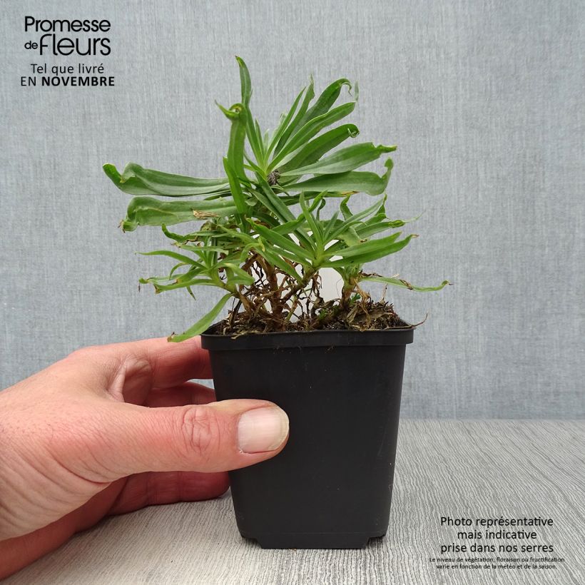 Esemplare di Gypsophila paniculata Bristol Fairy Vasetto da 8/9 cm come consegnato in autunno