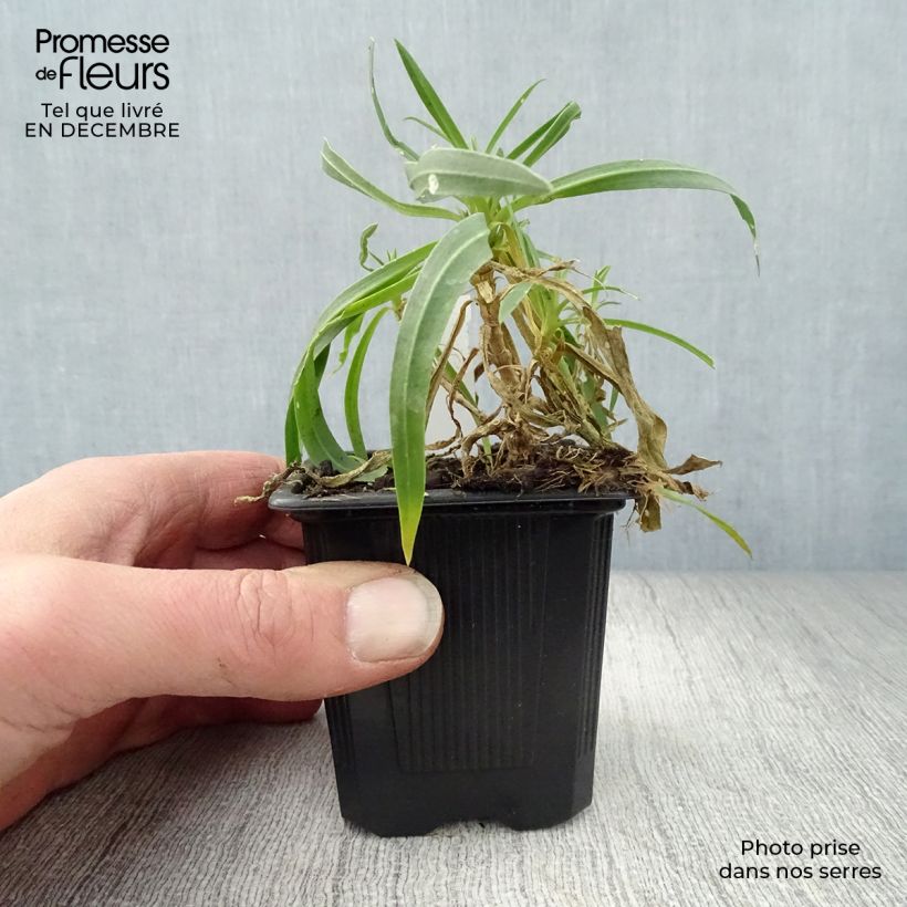 Gypsophila paniculata Bristol Fairy Vasetto da 8/9 cm esemplare consegnato in inverno