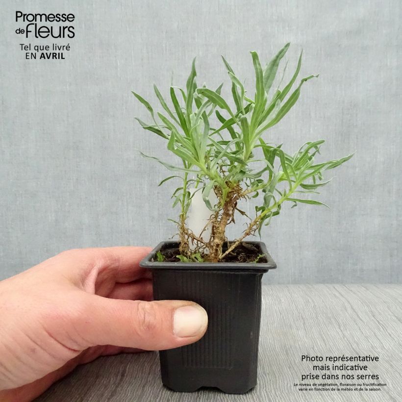 Gypsophila paniculata Bristol Fairy Vasetto da 8/9 cm esemplare consegnato in primavera