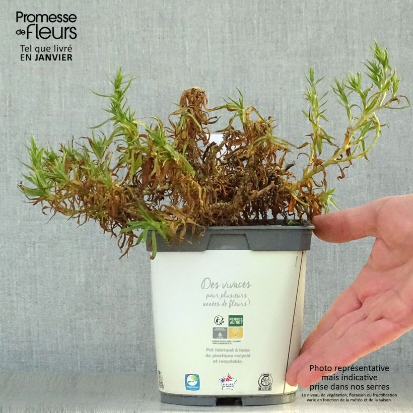 Gypsophila paniculata Bristol Fairy Vaso da 2L/3L esemplare consegnato in inverno