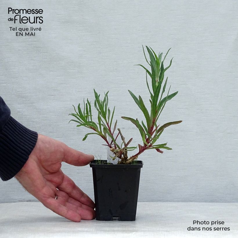 Gypsophila paniculata Flamingo Vasetto da 8/9 cm esemplare consegnato in primavera