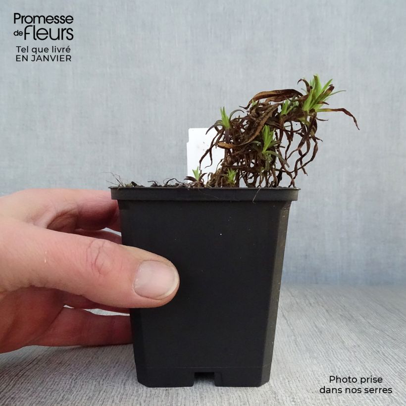 Gypsophila paniculata Flamingo Vasetto da 8/9 cm esemplare consegnato in inverno