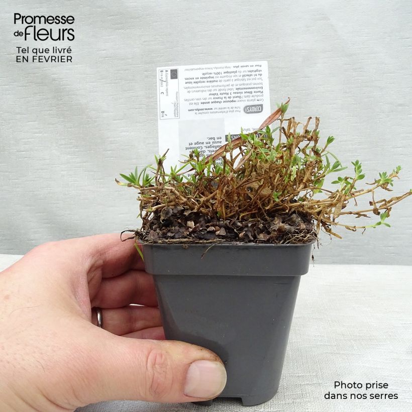 Gypsophila repens Rosa Schönheit Vasetto da 8/9 cm esemplare consegnato in inverno