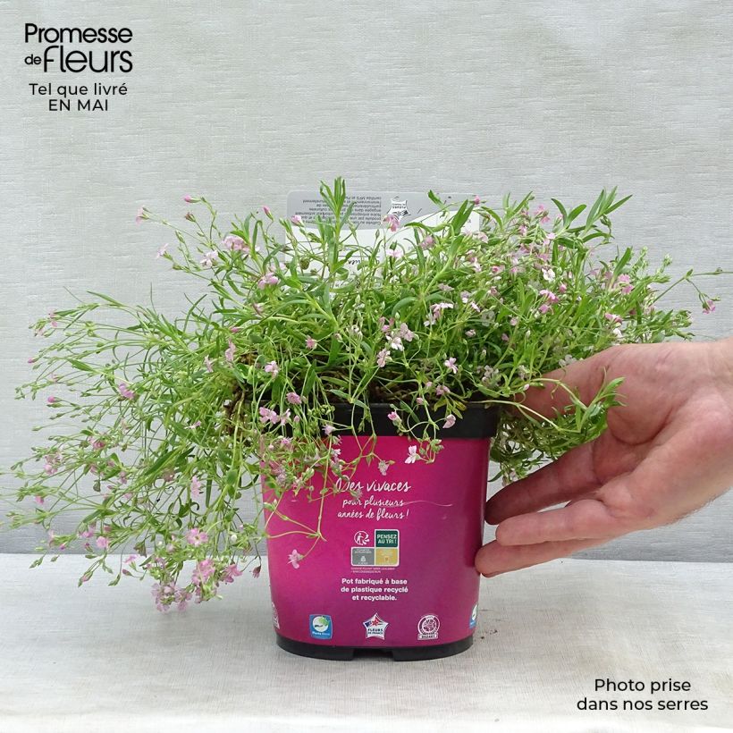 Gypsophila repens Rosa Schönheit Vasetto da 8/9 cm esemplare consegnato in primavera