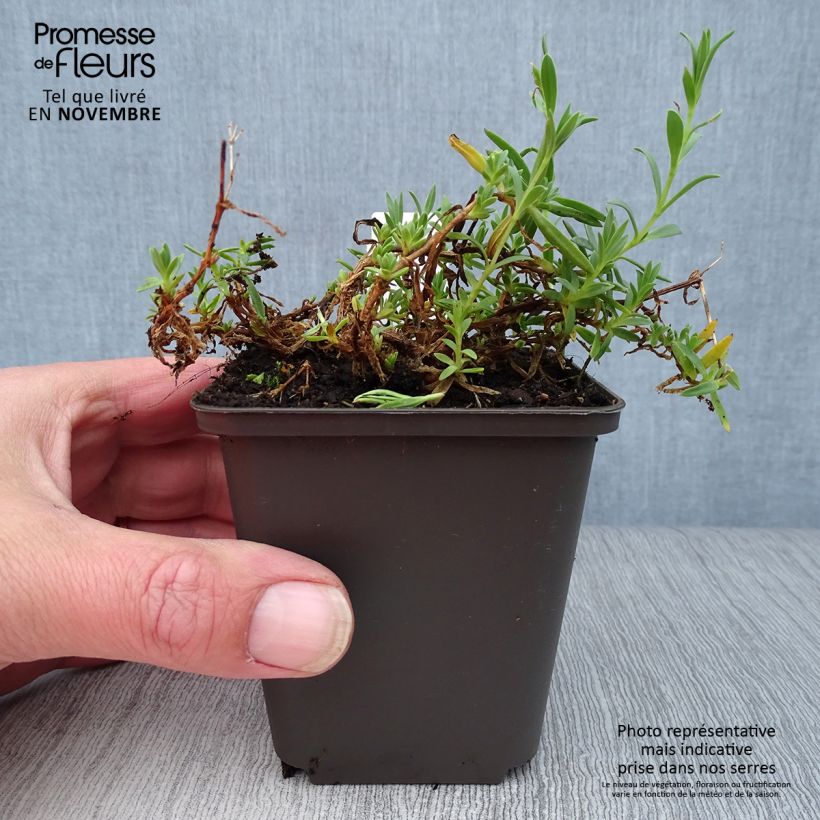 Esemplare di Gypsophila repens Rosa Schönheit Vasetto da 8/9 cm come consegnato in autunno