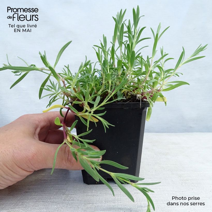 Gypsophila repens Alba Vasetto da 8/9 cm esemplare consegnato in primavera