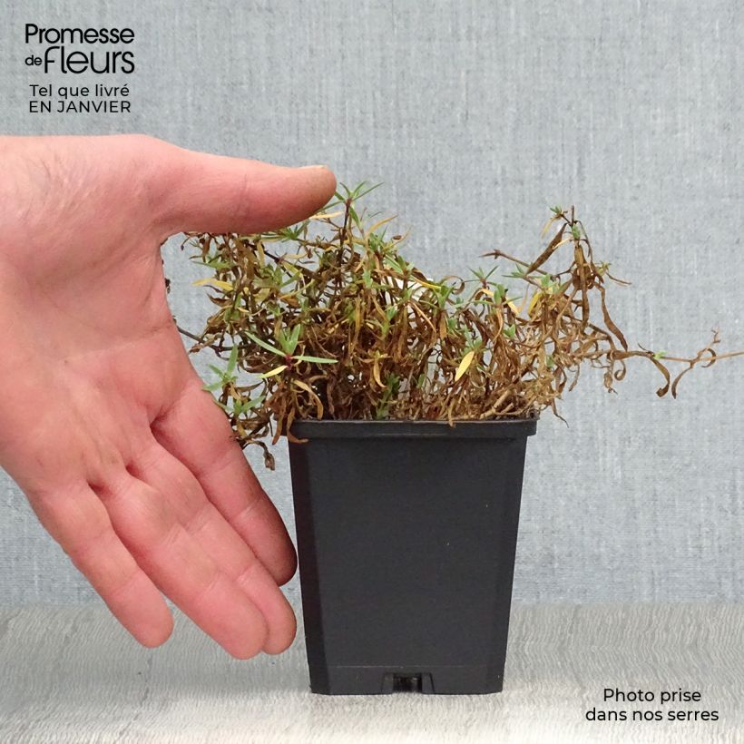 Gypsophila repens Alba Vasetto da 8/9 cm esemplare consegnato in inverno
