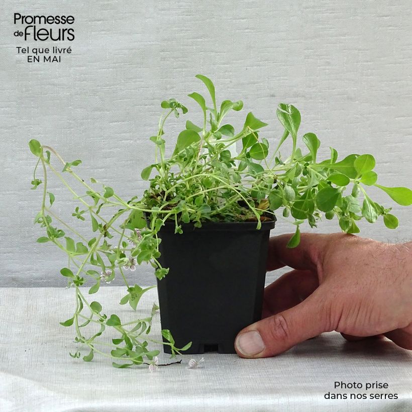 Gypsophila cerastioides Vasetto da 8/9 cm esemplare consegnato in primavera