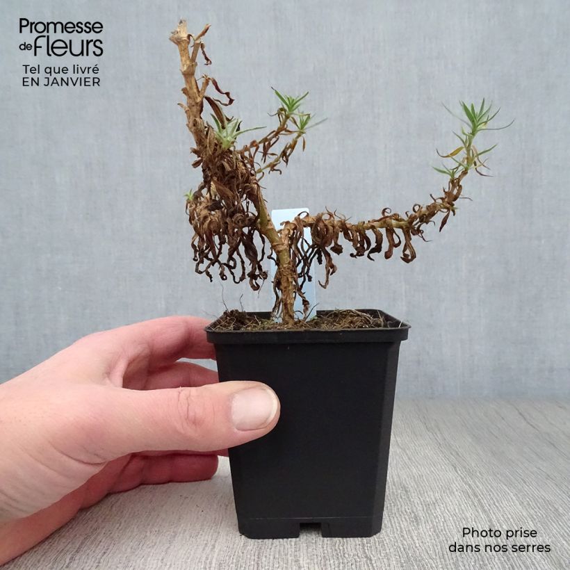 Gypsophila paniculata White Festival Vasetto da 8/9 cm esemplare consegnato in inverno