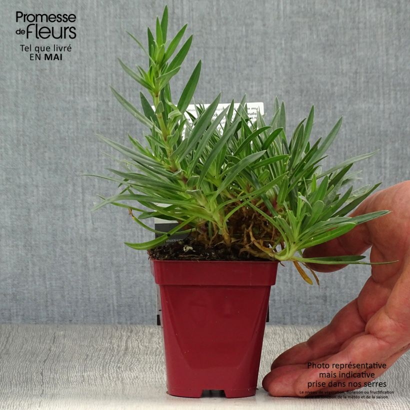 Gypsophila paniculata White Festival Vasetto da 8/9 cm esemplare consegnato in primavera