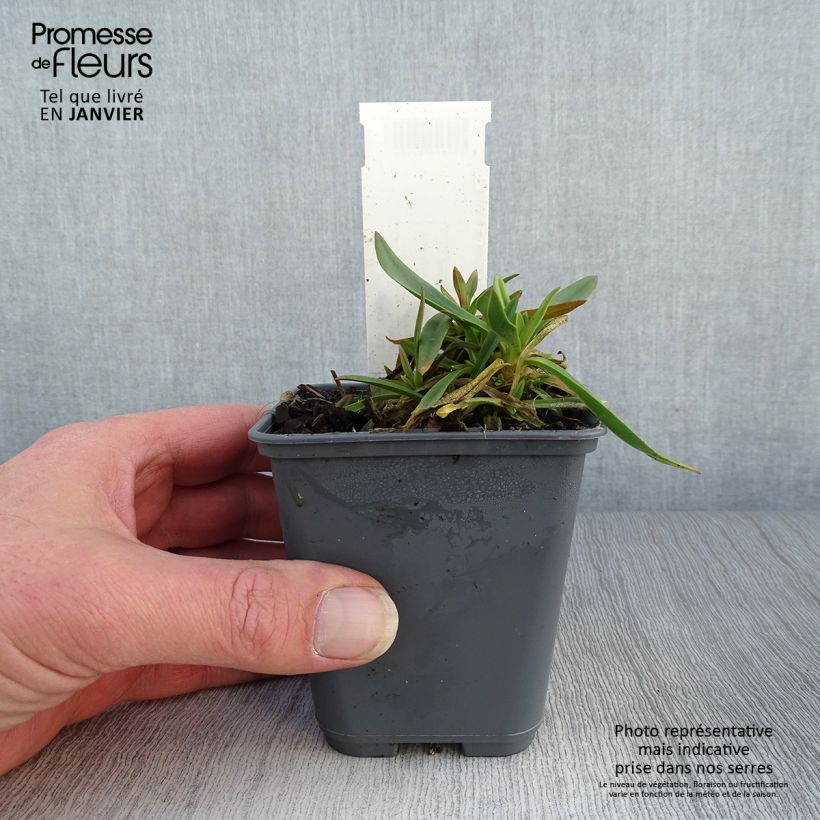 Gypsophila pacifica Vasetto da 8/9 cm esemplare consegnato in inverno