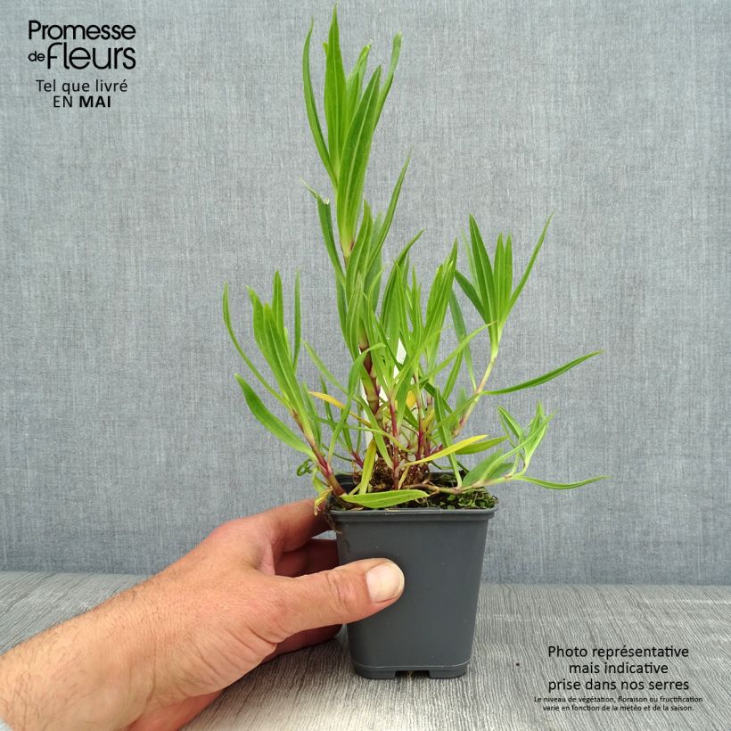 Gypsophila pacifica Vasetto da 8/9 cm esemplare consegnato in primavera