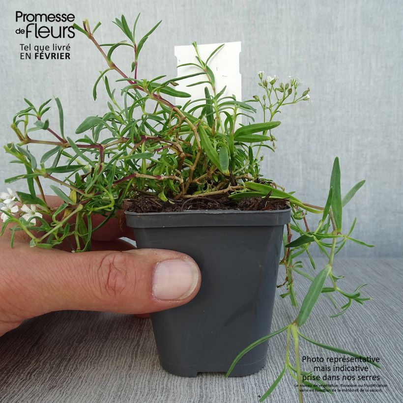 Esemplare di Gypsophila repens White Angel Vasetto da 8/9 cm come consegnato in autunno