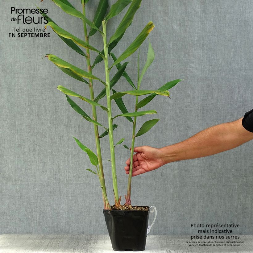 Esemplare di Hedychium coccineum Tara Vaso da 4L/5L come consegnato in autunno