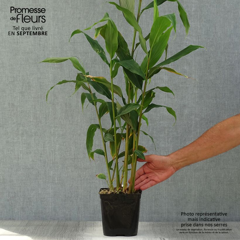 Esemplare di Hedychium densiflorum Assam Orange Vaso da 3L/4L come consegnato in autunno