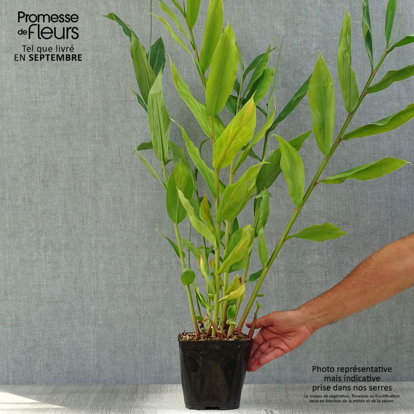 Esemplare di Hedychium Dixter Vaso da 3L/4L come consegnato in autunno