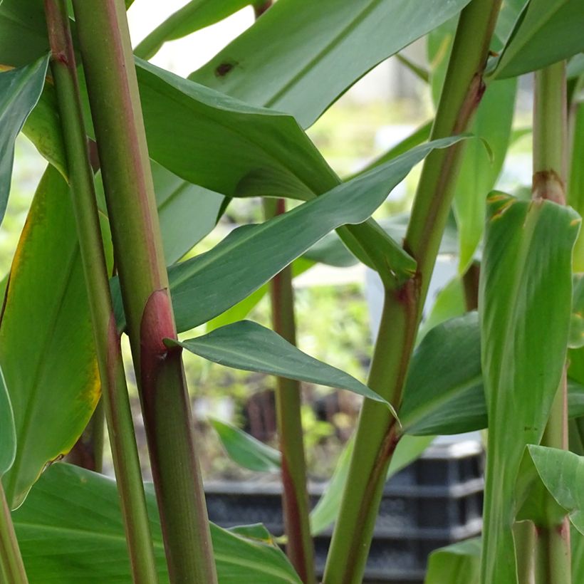 Hedychium coronarium Elizabeth (Fogliame)