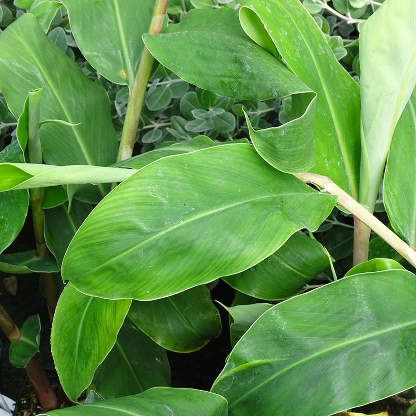 Hedychium gardnerianum - Giglio di zenzero (Fogliame)