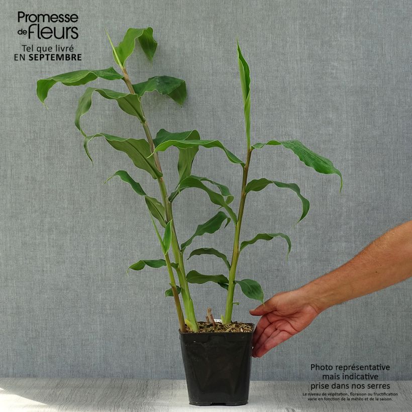 Esemplare di Hedychium gardnerianum - Giglio di zenzero Vaso da 2L/3L come consegnato in autunno