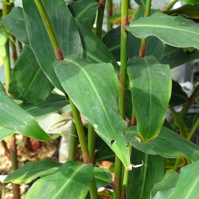 Hedychium deceptum (Fogliame)