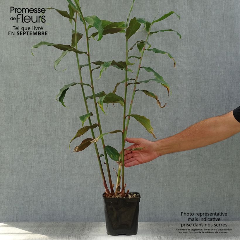 Esemplare di Hedychium deceptum Vaso da 3L/4L come consegnato in autunno