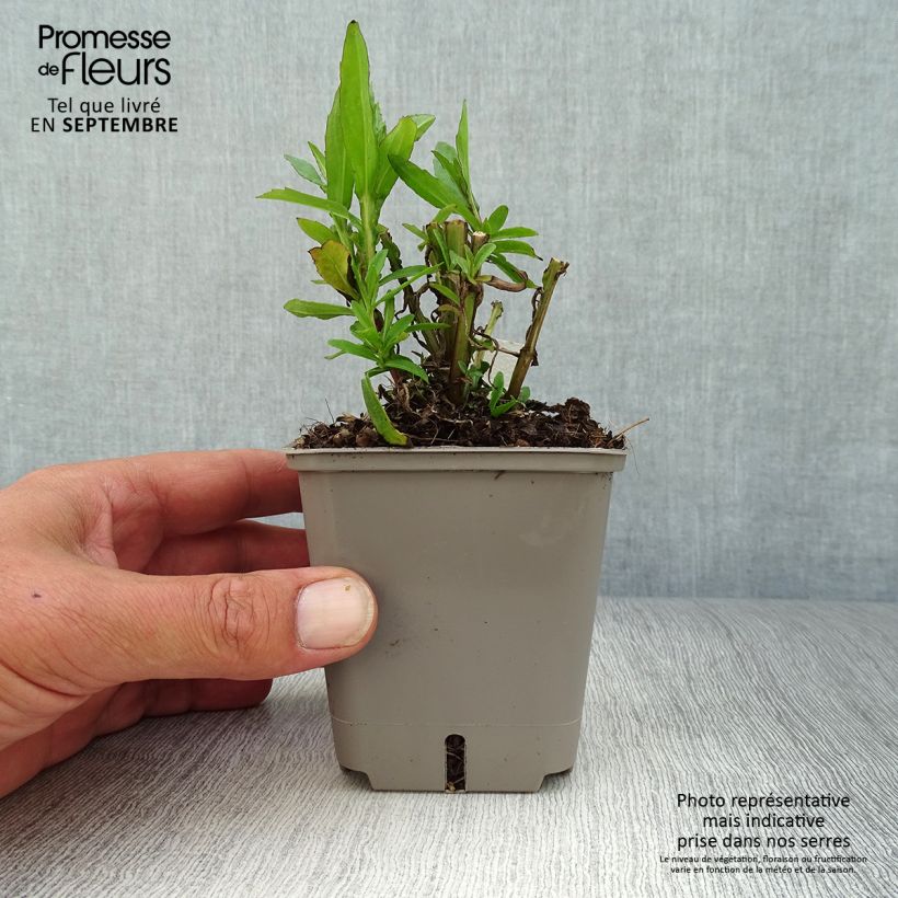 Esemplare di Helenium Strawberry Sundae Vasetto da 8/9 cm come consegnato in autunno