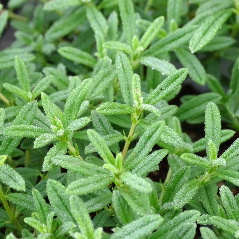 Helianthemum Golden Queen - Eliantemo (Fogliame)
