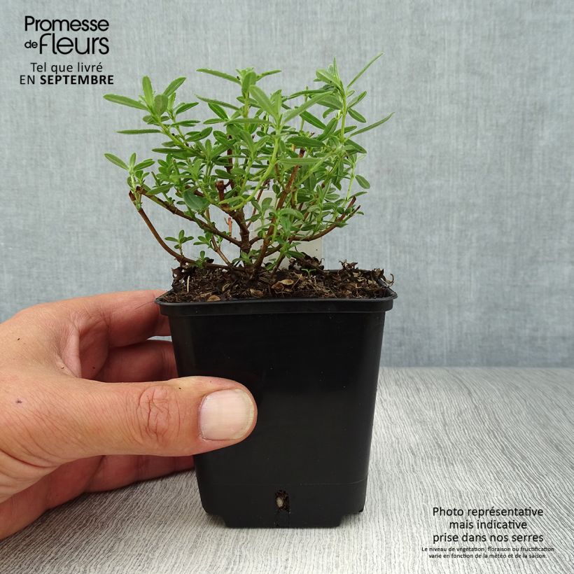 Esemplare di Helianthemum Golden Queen - Eliantemo Vasetto da 8/9 cm come consegnato in autunno