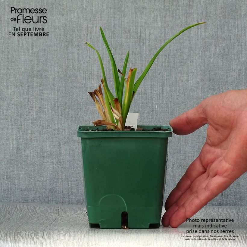 Esemplare di Hemerocallis Janice Brown - Emerocallide Vaso da 1L/1,5L come consegnato in autunno