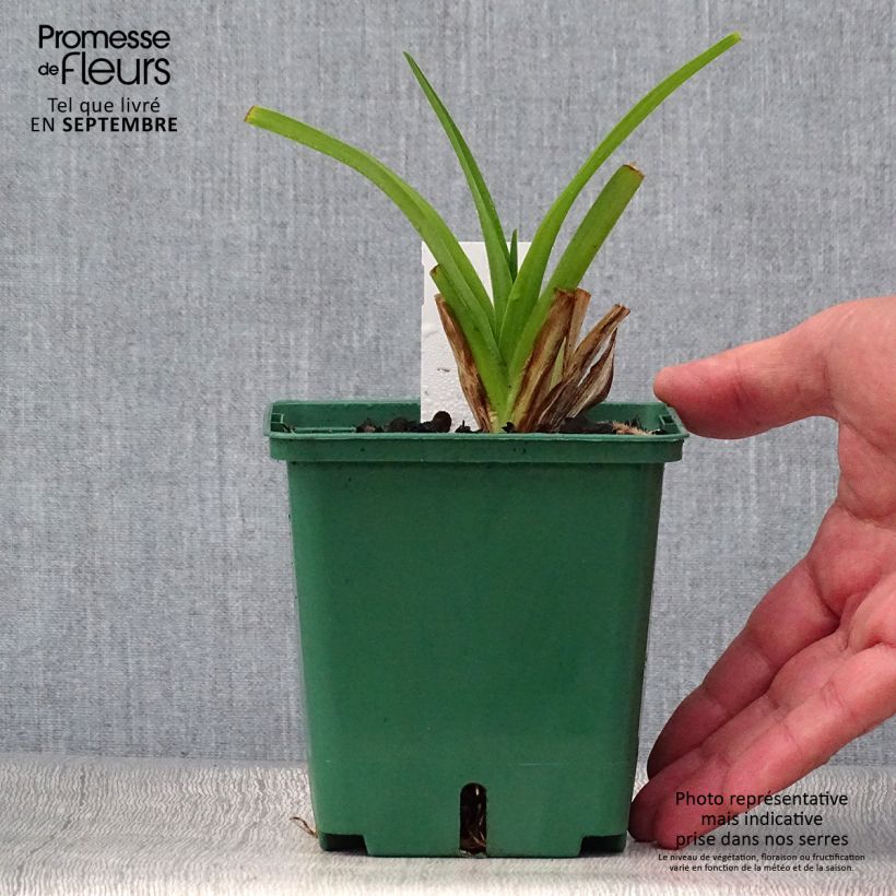 Esemplare di Hemerocallis Pandora's Box - Emerocallide Vaso da 1L/1,5L come consegnato in autunno